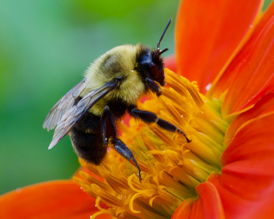 Print In Class B By Ross Lanius For Bumble Bee On Zinnia OCT-2018.jpg